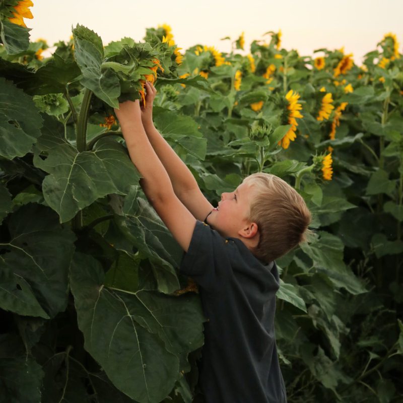 A boy harvesting the sunflower