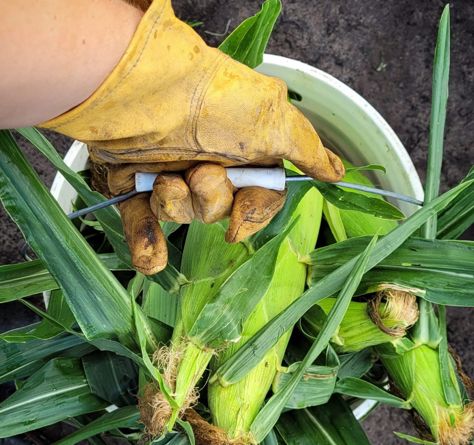 Freash Corn is ready to eat