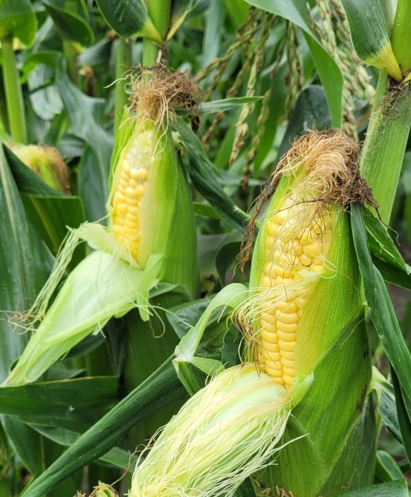 Fresh sweet corn from the farm