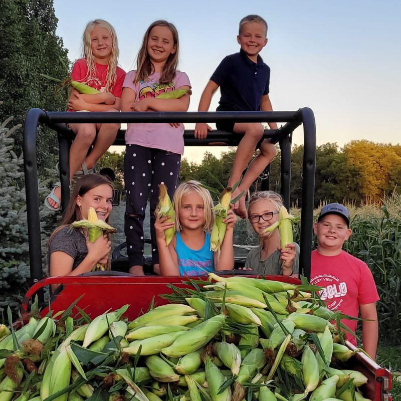 SWEET CORN HARVESTING