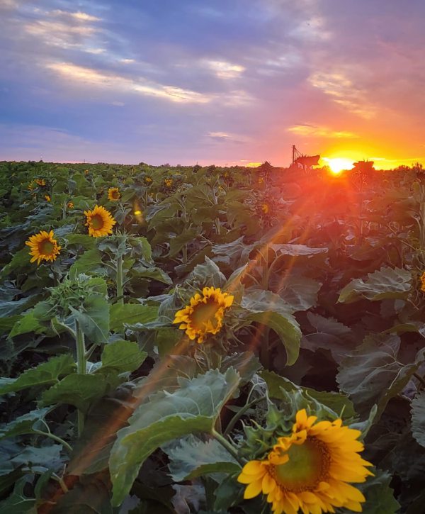 Sun flowers are ready for harvesting